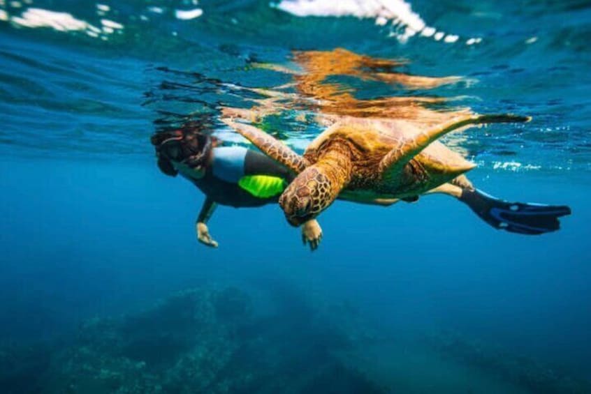 Snorkeling with turtles in Roatán is a must-do experience, where you can observe these gentle creatures in their natural environment.