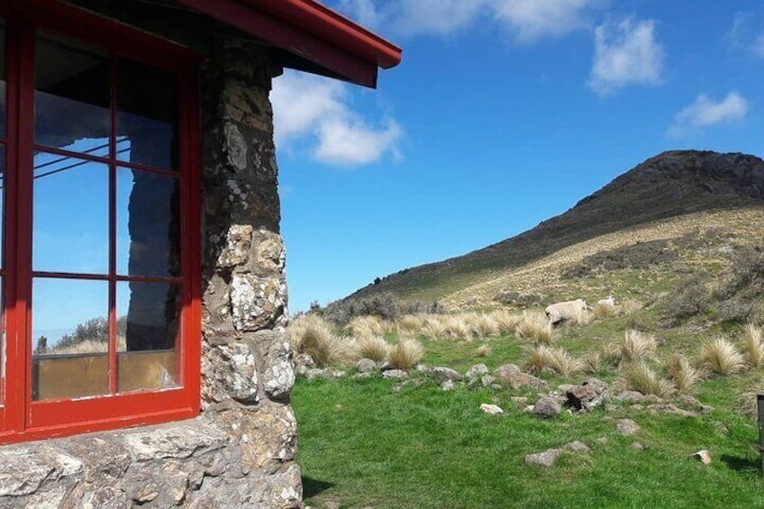 Private Shore Excursion Packhorse Hut Walking Tour