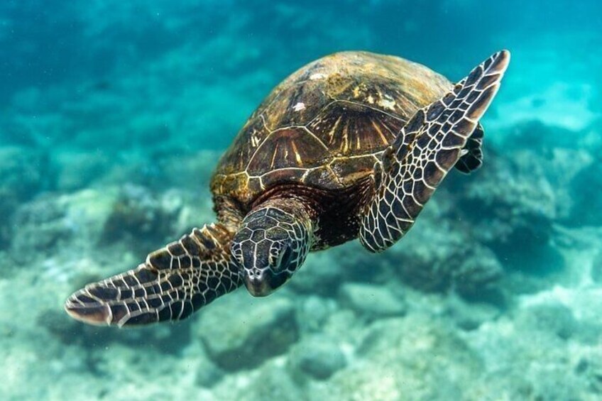 Meet the residents of Hawaii's tropical oceans!