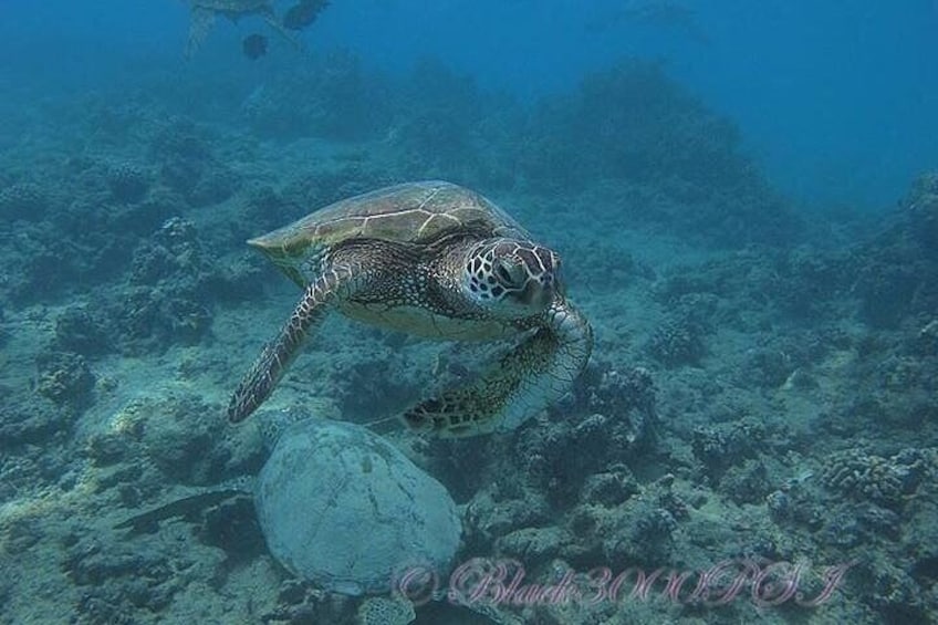 Waikiki Diving