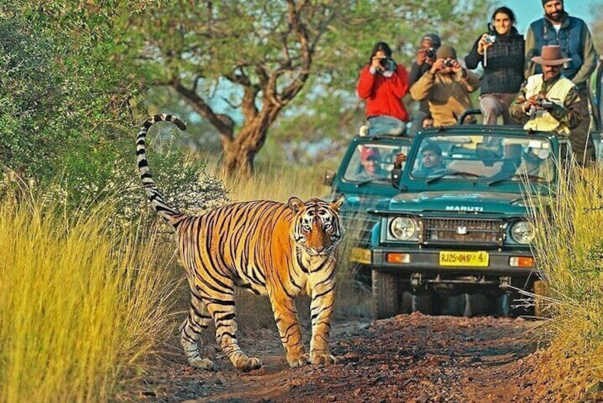 8 Days Golden Triangle with Ranthambhore Tour