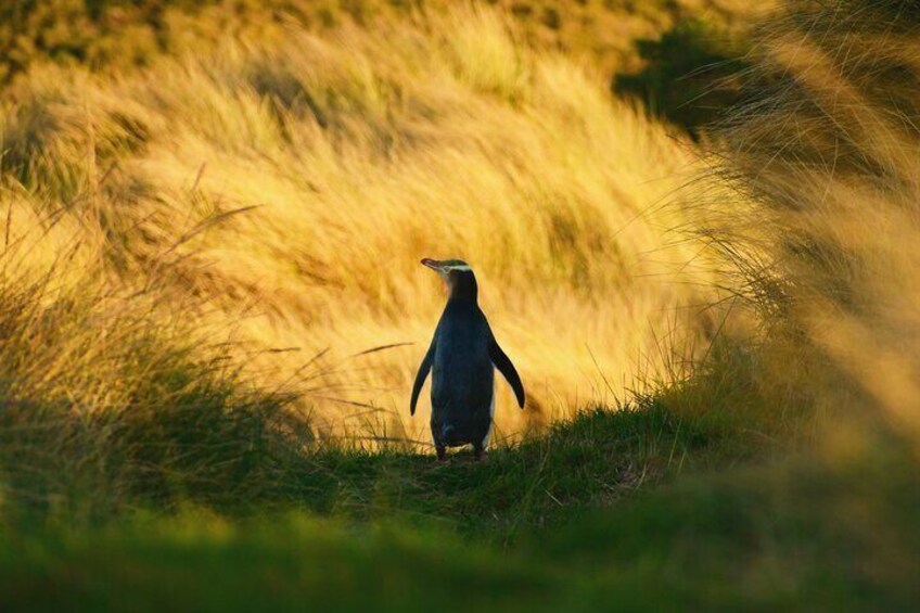 Hoiho | Yellow-eyed Penguin at Twilight