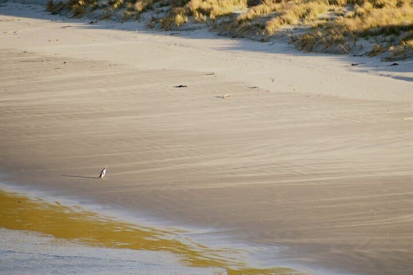 Hoiho | Yellow-eyed Penguin coming ashore