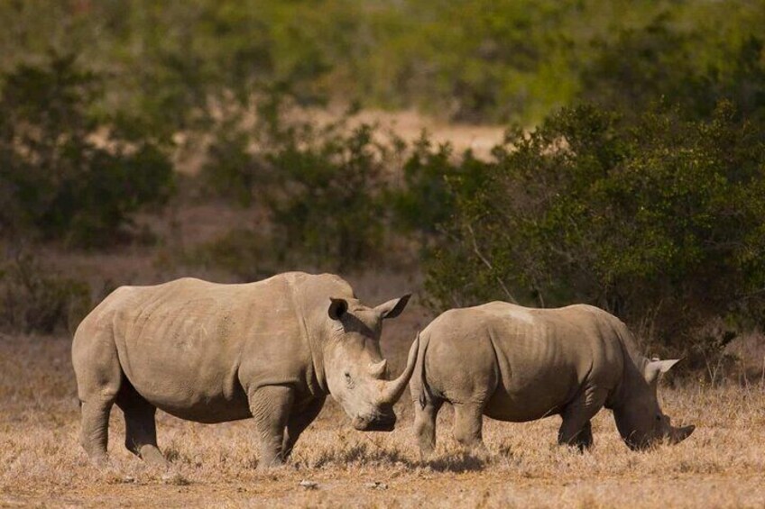 6 Days Rhino Conservation Safari in Kenya