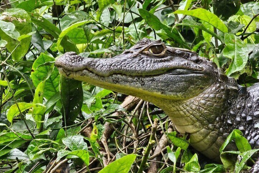 Tortuguero Highlights: Full-Day Adventure Tour