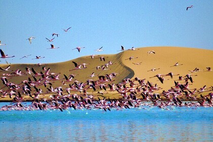 Birding Tours in Walvisbay and surrounds