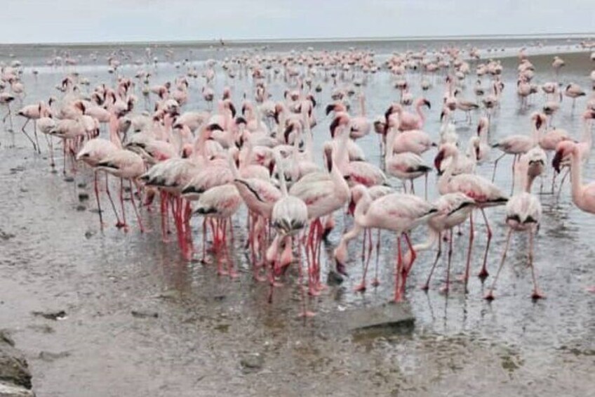 Birding Tours in Walvisbay and surrounds