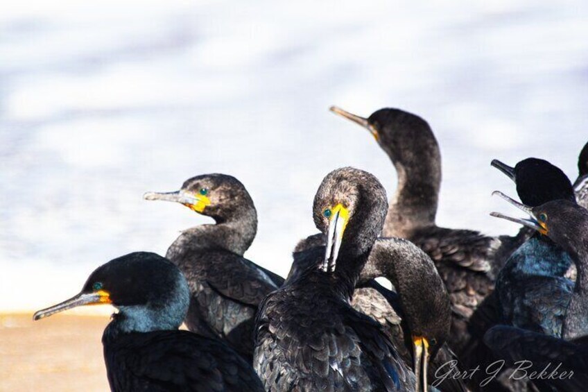 Unique Birding and landscape tours in Walvis Bay, Namibia