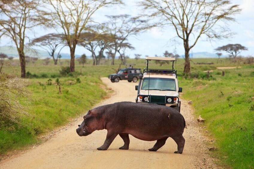 Aquila Safari Wildlife Experience Private Tour