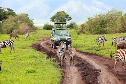 Aquila Safari Wildlife Experience Private Tour