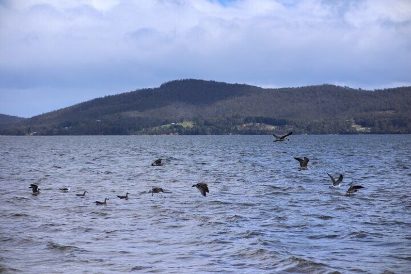 Tasmania｜Bruny Island Full-Day Escapes From Hobart