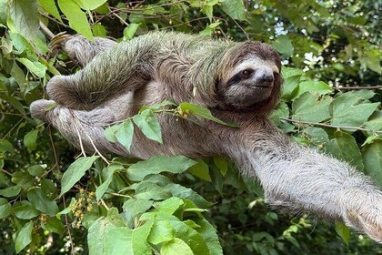 Manuel Antonio National Park : Guided Tour with ADMISSION INCLUDED