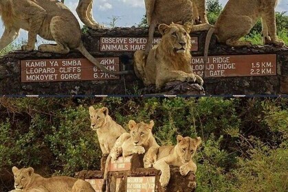 Safari touristique; Parc national de Nairobi