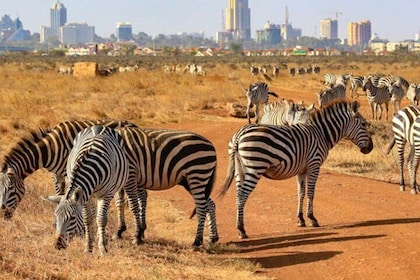 Tour Safari; Parque Nacional de Nairobi