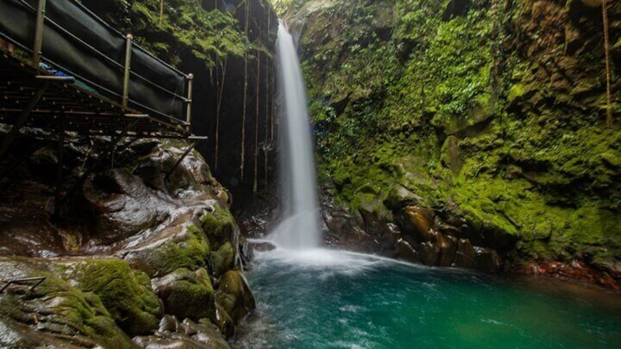 oropendola waterfall