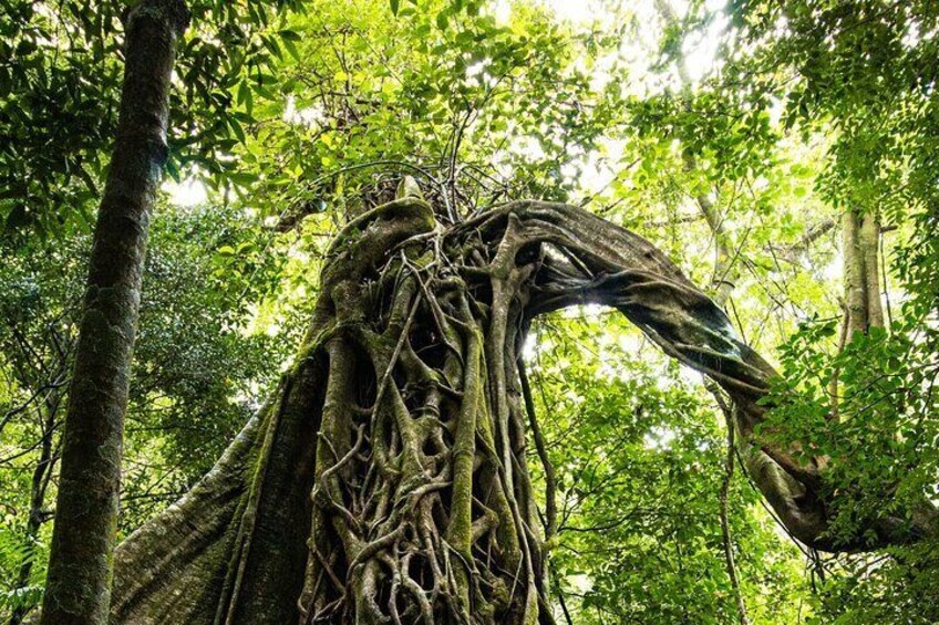 Strangler Fig, Higueron