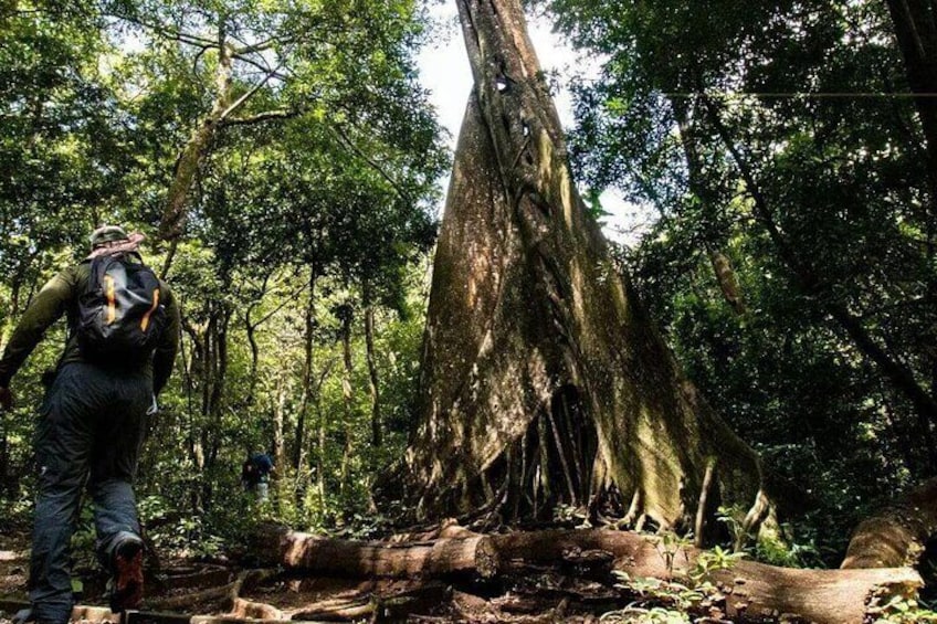 Volcano Hike, Waterfall and Hot Spring in Rio Negro 