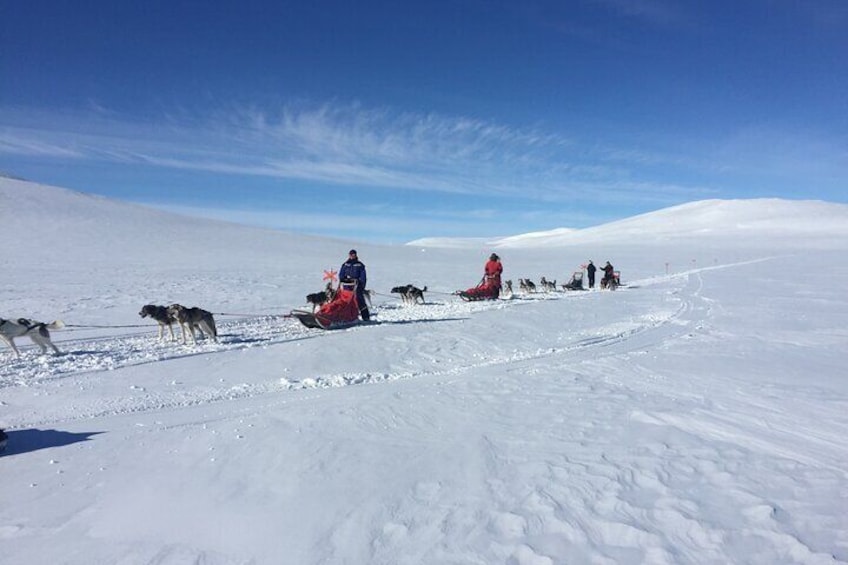 Dogsledding in the Heart of Alaska