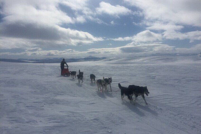 Dogsledding in the Heart of Alaska