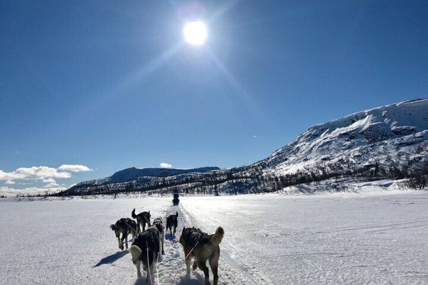 Dogsledding in the Heart of Alaska