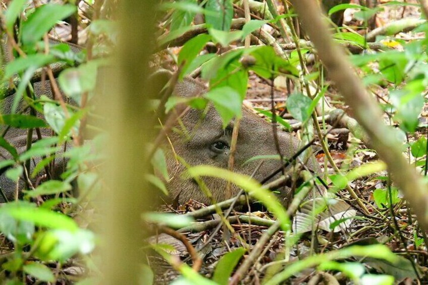 The elusive Tapir