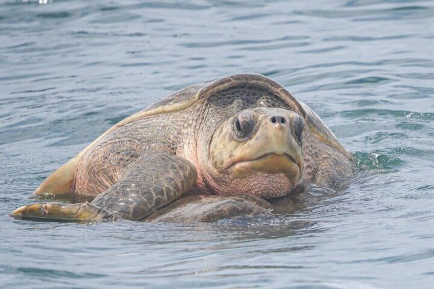 Hawksbill Turtle