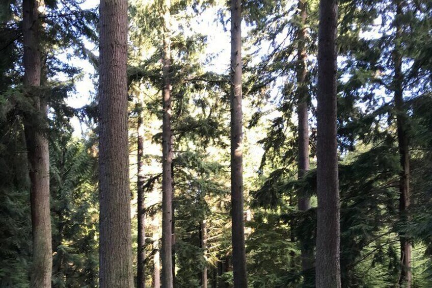 Guided Walk to Saint Cuthbert’s Cave and Woodland Walks Views