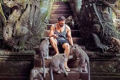 Full Day Ubud Tour Waterfall Monkey Forest Rice Terrace