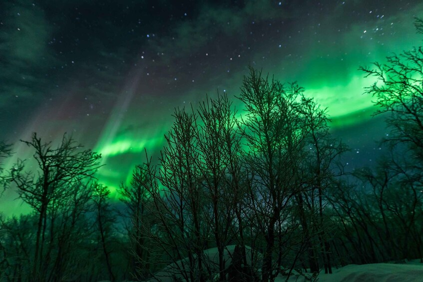 Picture 3 for Activity From Abisko: Northern Lights Tour with Photographer Guide