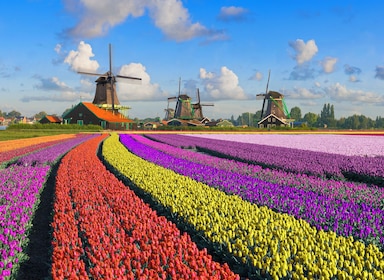 Det bästa av Nederländerna: Zaanse Schans, Haag & Rotterdam