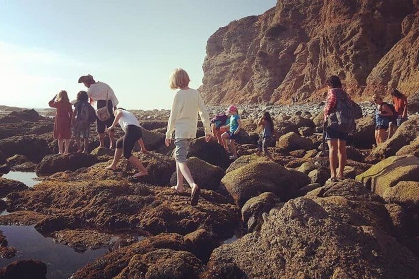 Finding creatures in the tide pools.
