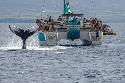 Ka'anapali Small Group Premium Whale Watch- Includes 2.5 hr tour, open bar