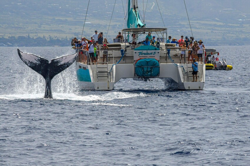 Maui: Kaanapali Premium Whale Watch - Includes 2.5 hr tour, open bar & food