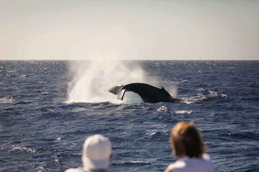 Maui: Kaanapali Premium Whale Watch - Includes 2.5 hr tour, open bar & food