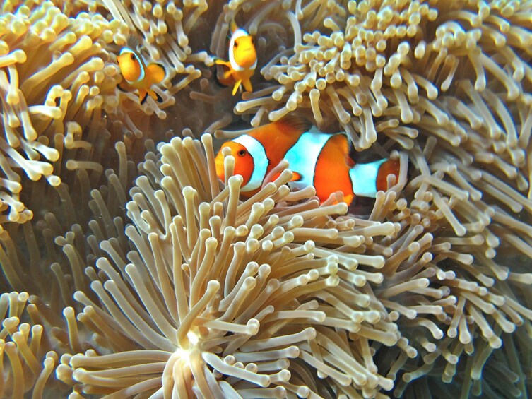 Explore Similan by catamaran speedboat