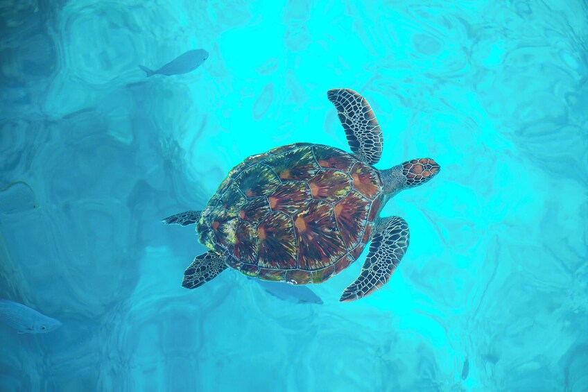 Explore Similan by catamaran speedboat