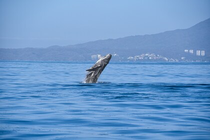 Avistamiento de Ballenas Experiencia Garantizada en Puerto Vallarta