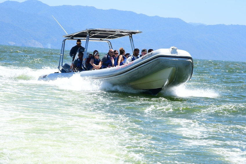 Whale Watching Guaranteed Experience in Puerto Vallarta