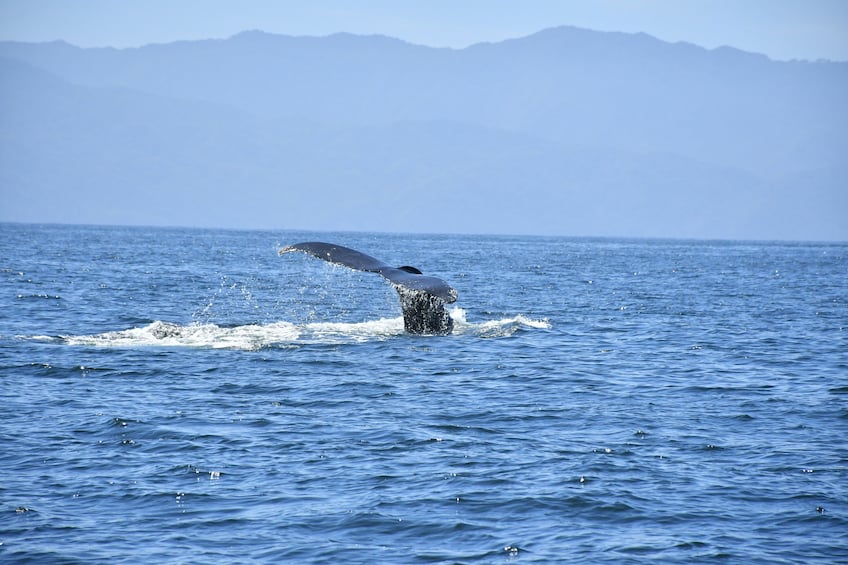 Whale Watching Guaranteed Experience in Puerto Vallarta