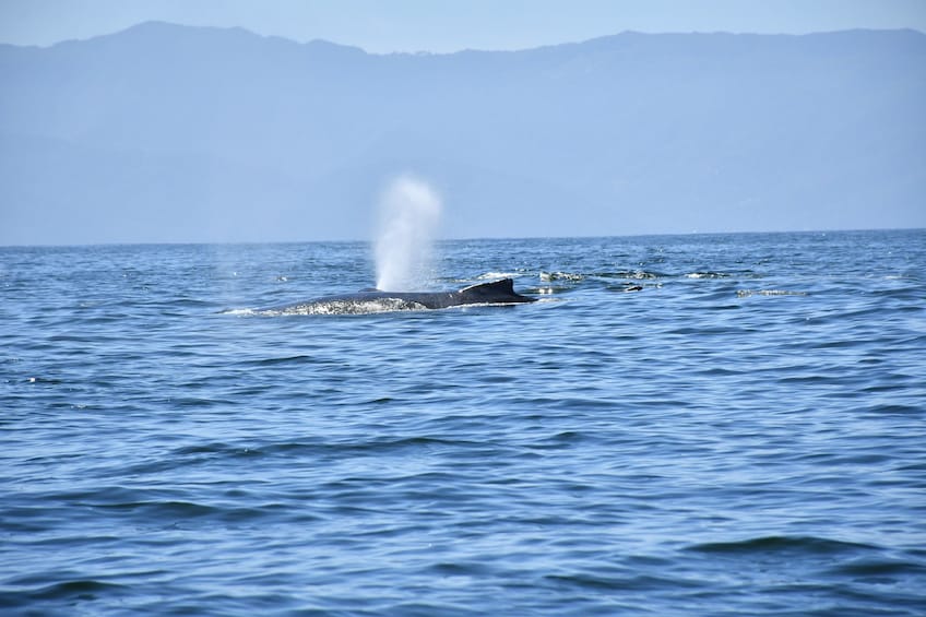 Whale Watching Guaranteed Experience in Puerto Vallarta