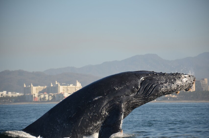 Whale Watching Guaranteed Experience in Puerto Vallarta