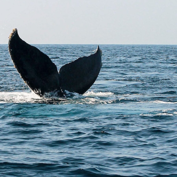 Whale Watching Guaranteed Experience in Puerto Vallarta