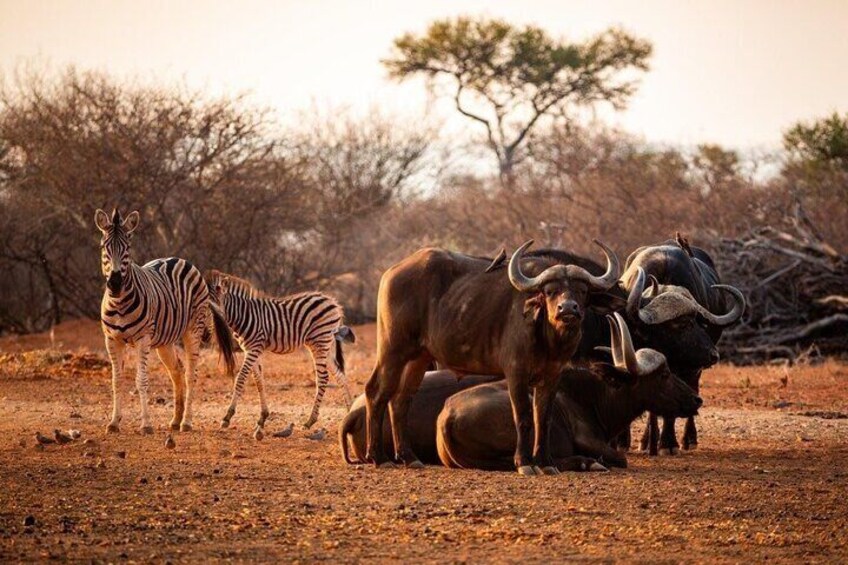 2 Days Limpopo Safari Tour