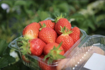 Cheongyang Alps Village Tour with Activity and Strawberry Picking