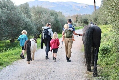 Olive Oil Tasting and Horse Walking Activity