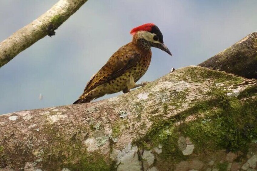 Golden-Olive Woodpecker - Carpintero Cariblanco- Colaptes rubiginosus