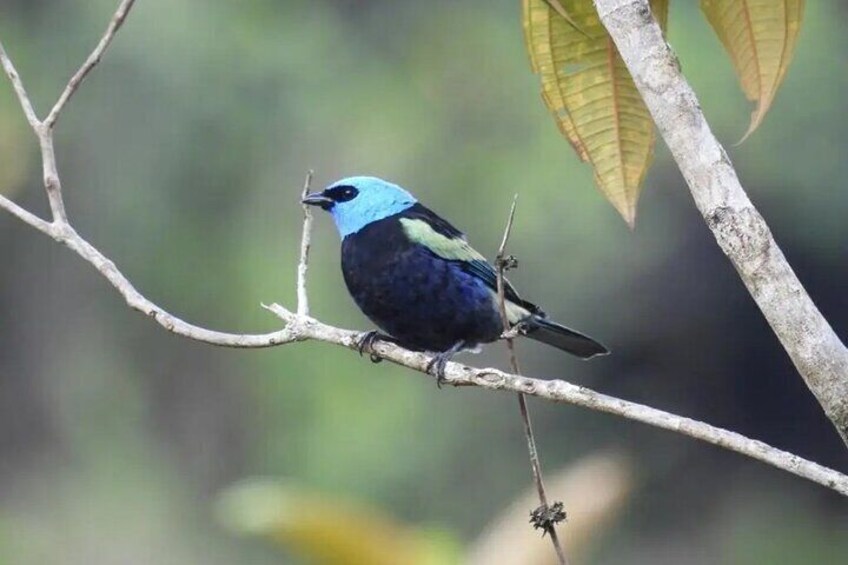 Blue-necked Tanager - Tángara Real - Stilpnia cyanicollis