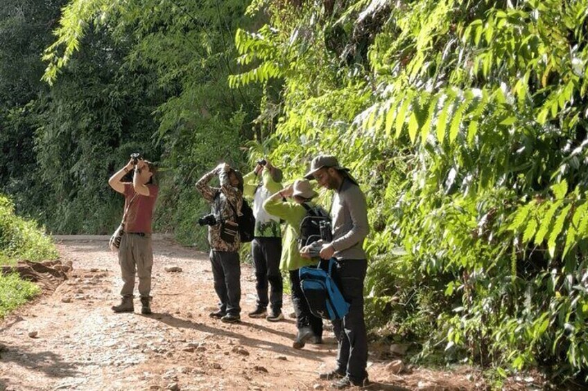 Nature Walking - Birdwatching