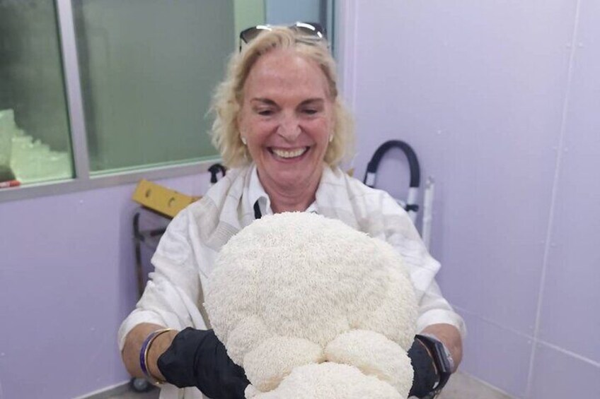 Harvest your own monster Lions Mane cluster!