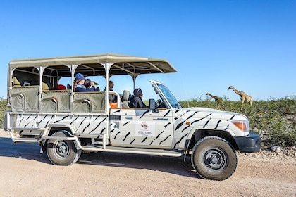 7 Day Best of Northern Namibia Safari incl. Etosha from Windhoek